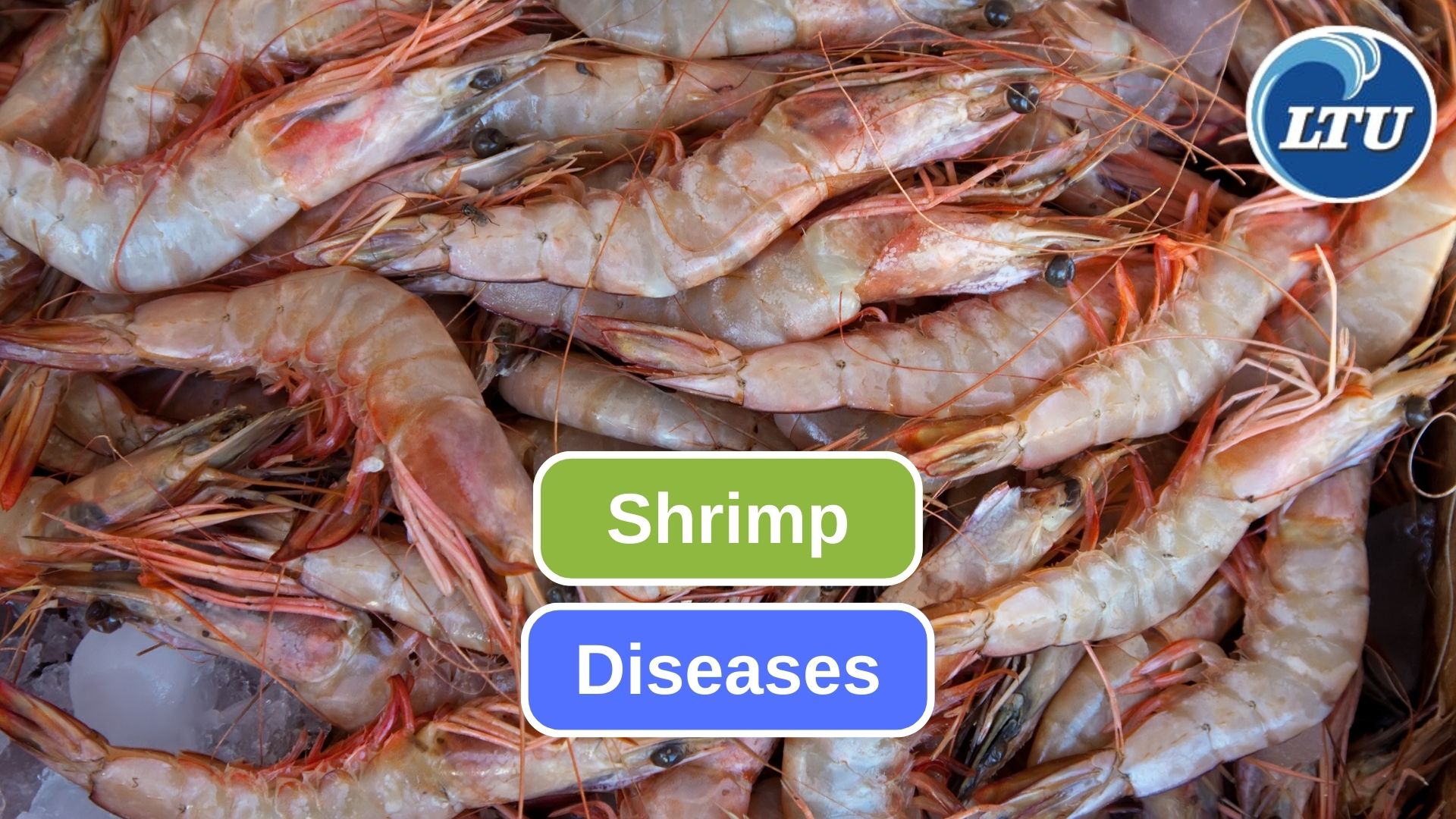 Types of Diseases in Shrimp Farming